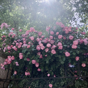 成人短篇H小说500篇淑芬
